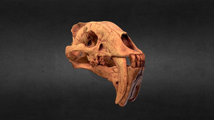 Smilodon Skull (replica) 3D Model