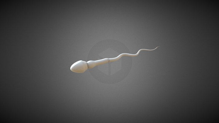 Sperm Cell 3D Model