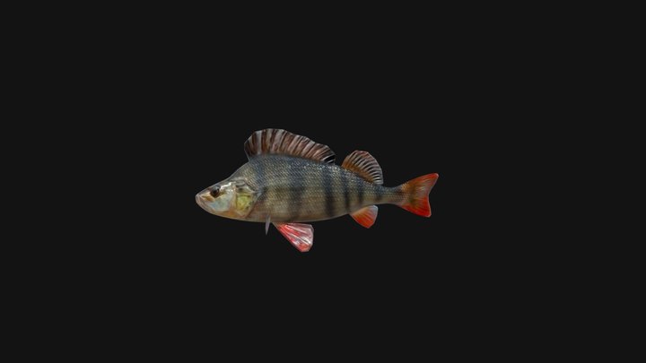 Perch Fish Animated Model 3D Model