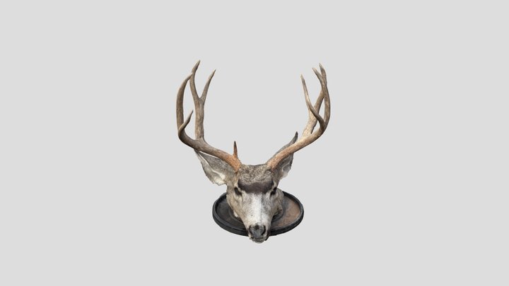 Deer 3D Model