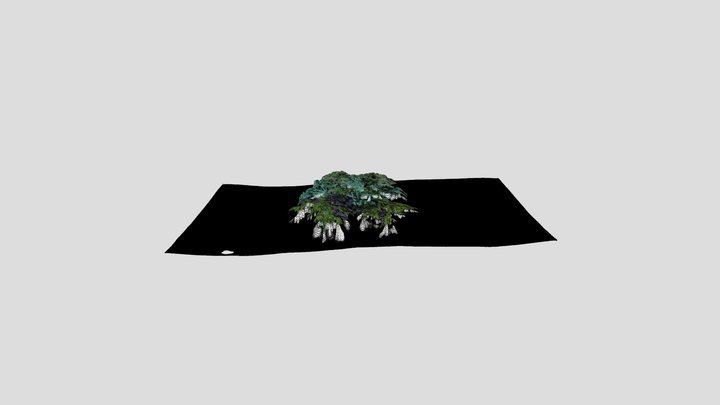seaweed 3D Model