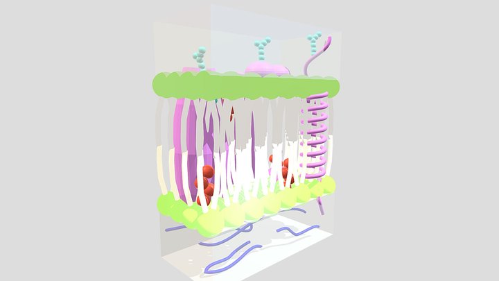 Cell Membrane Model 3D Model