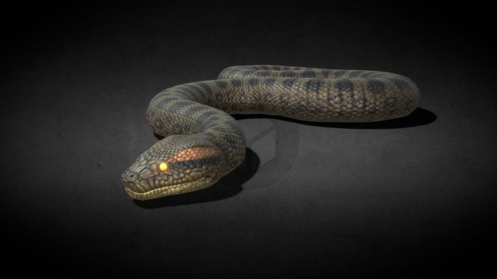 Snakes 3D models - Sketchfab