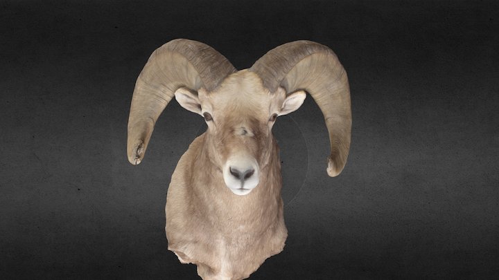 Randy Newberg Bighorn 3D Model
