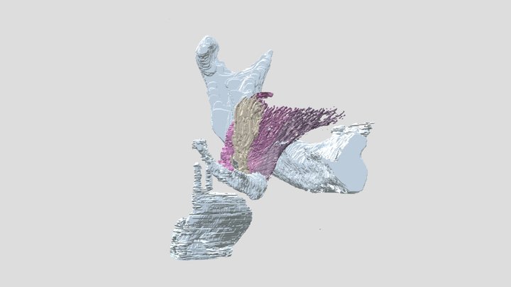 Hyoglossus 3D Model