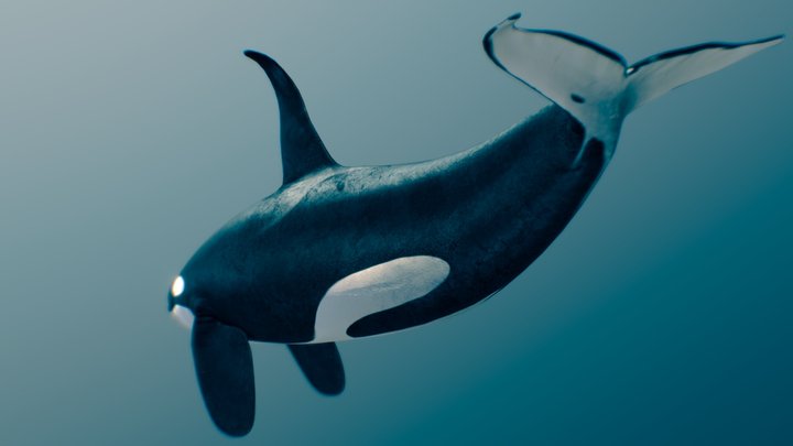 Killer Whale — Type A ♂ 3D Model