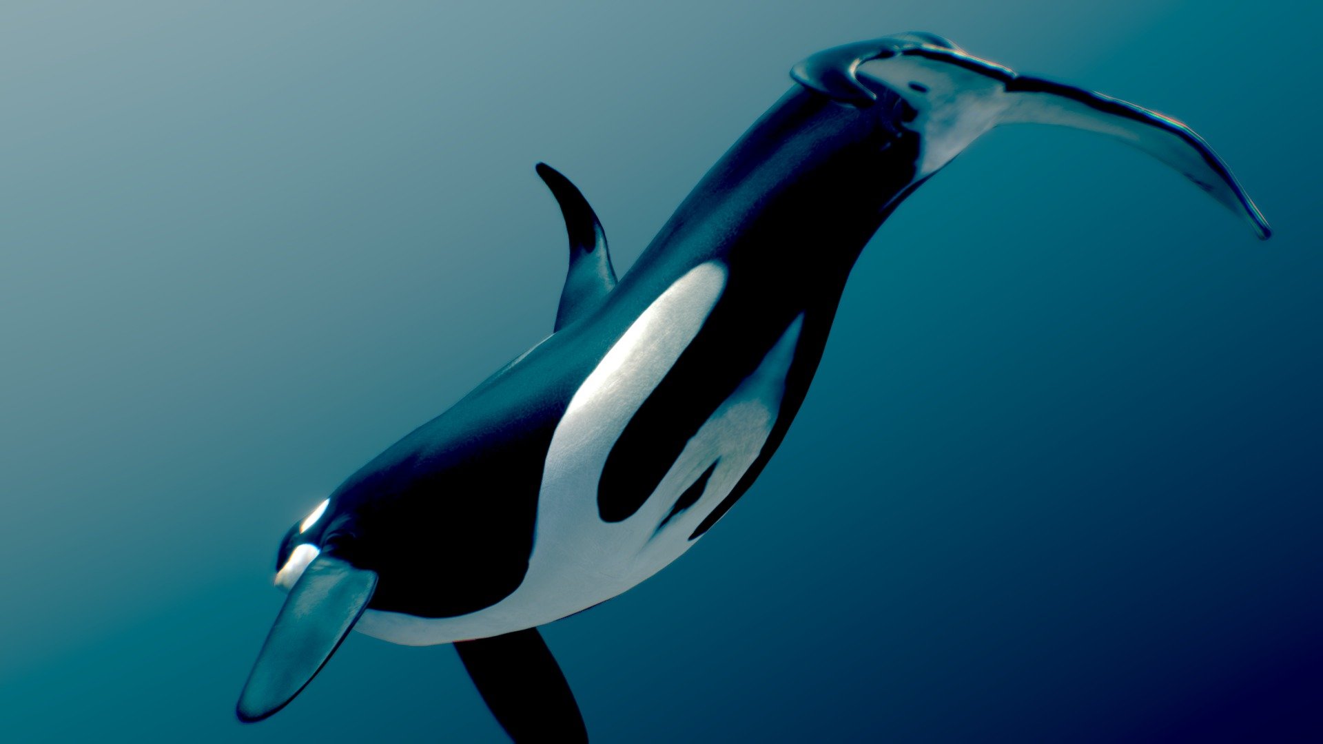 Killer Whale — Type A ♂ — Sketchfab embed 3D viewer