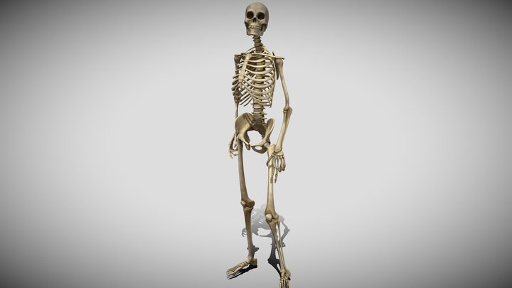 CURIOUS SKELETON 3D Model