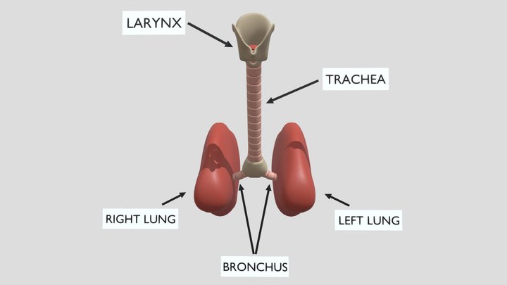 Cat Lungs 3D Model