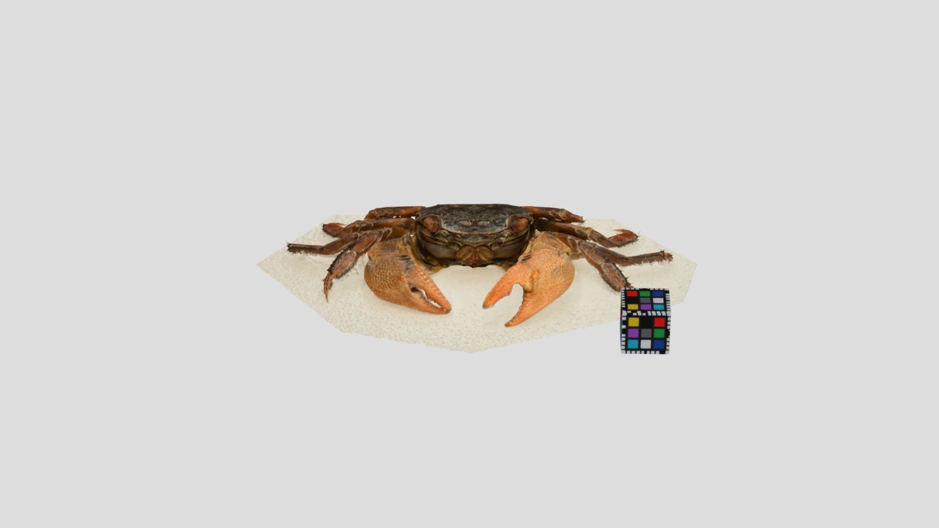 フタバカクガニ オス Perisesarma bidens