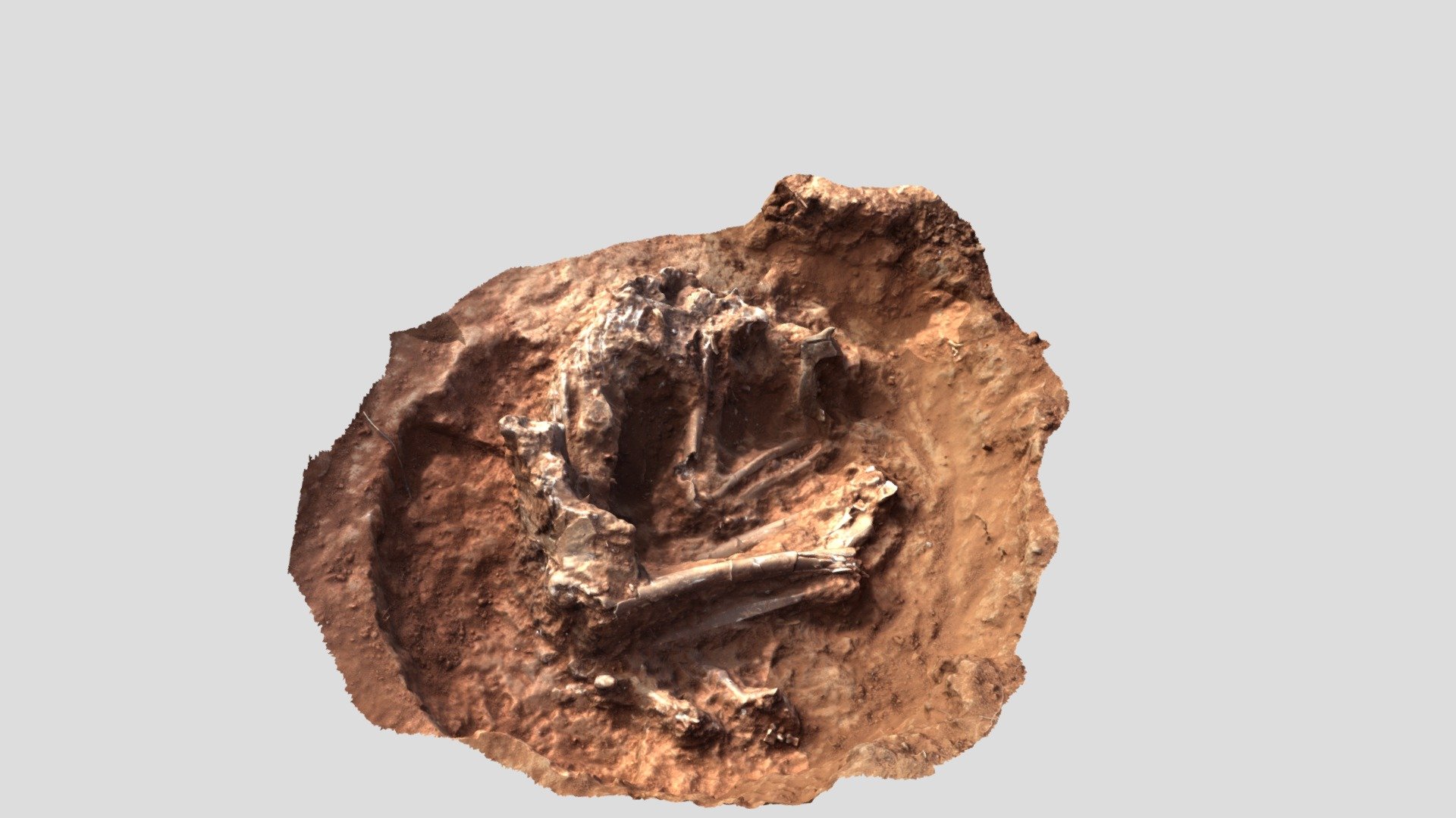 Project Bonaire, Amboina: Skelet