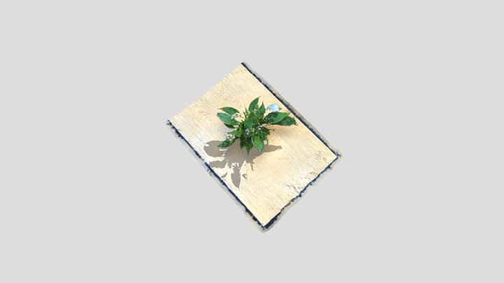 Plant- Peace Lily 3D Model