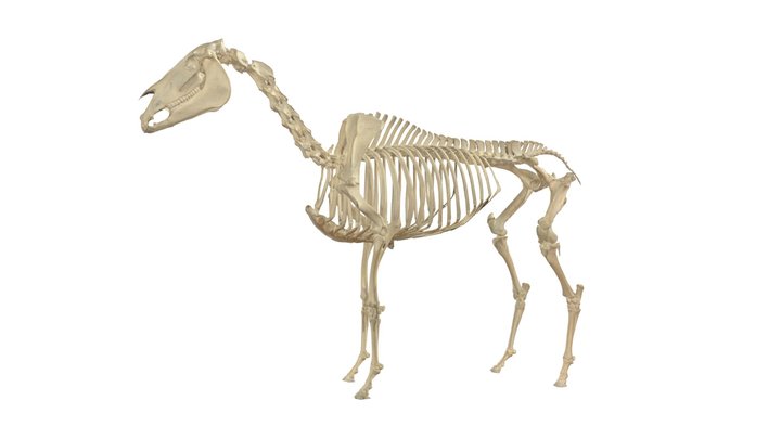 Horse, Skeleton 3D Model