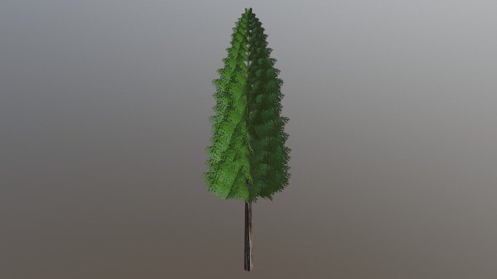 Fir Tree 3D Model