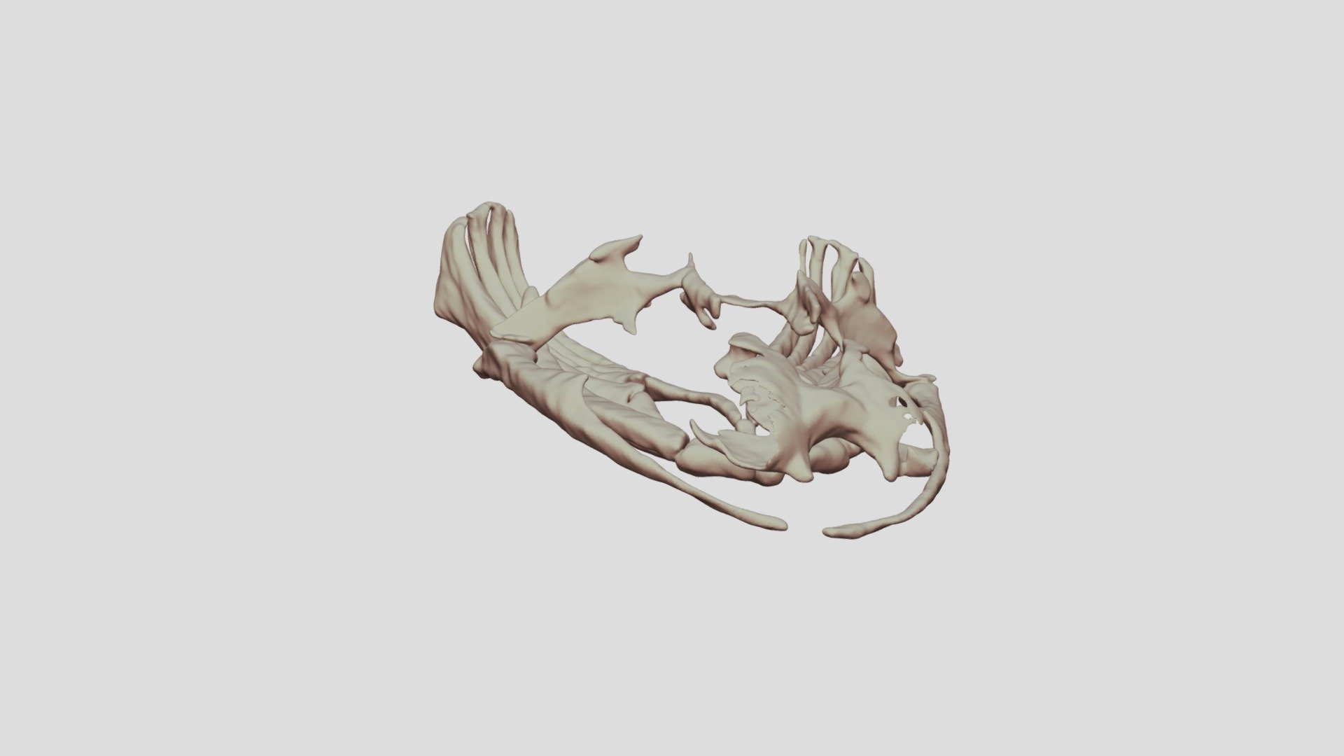Skeleton of an adult Ambystoma mexicanum