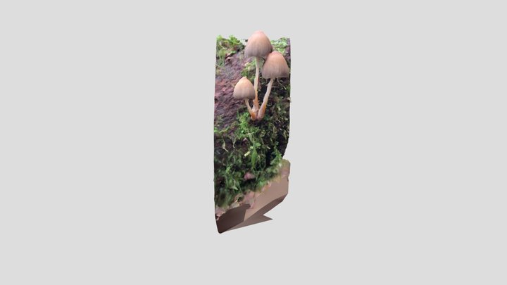 Mica Cap fungus – Modello 3D gratuito STL