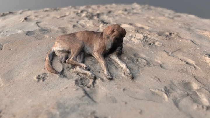 dog on the beach 3D Model