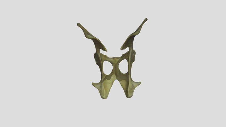 Dorcas gazelle (Gazella dorcas) Pelvis 3D Model