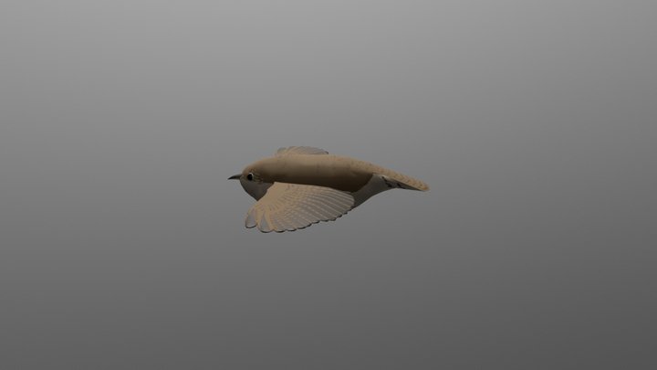 House Wren Fourth Pass 3D Model