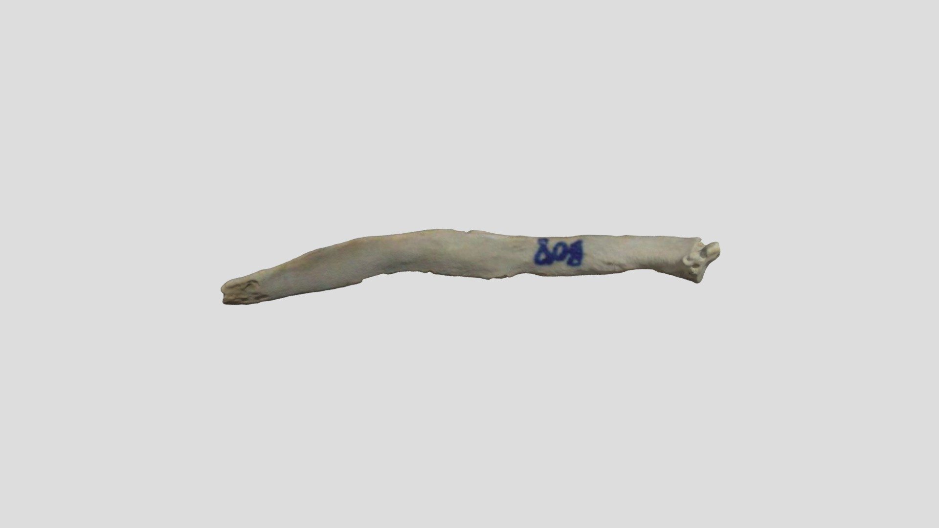 Rib - 3D model by iSCAN Laboratory (Mahidol University) (@athikhun.suw ...