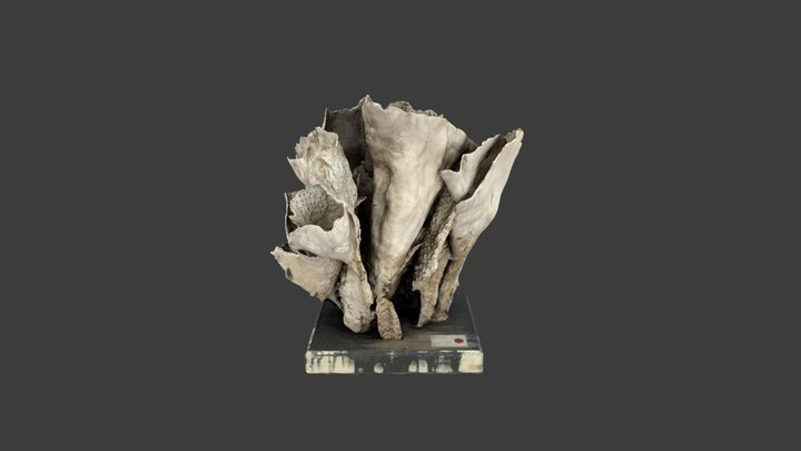 Gemmipora brassica – Modello 3D gratuito STL