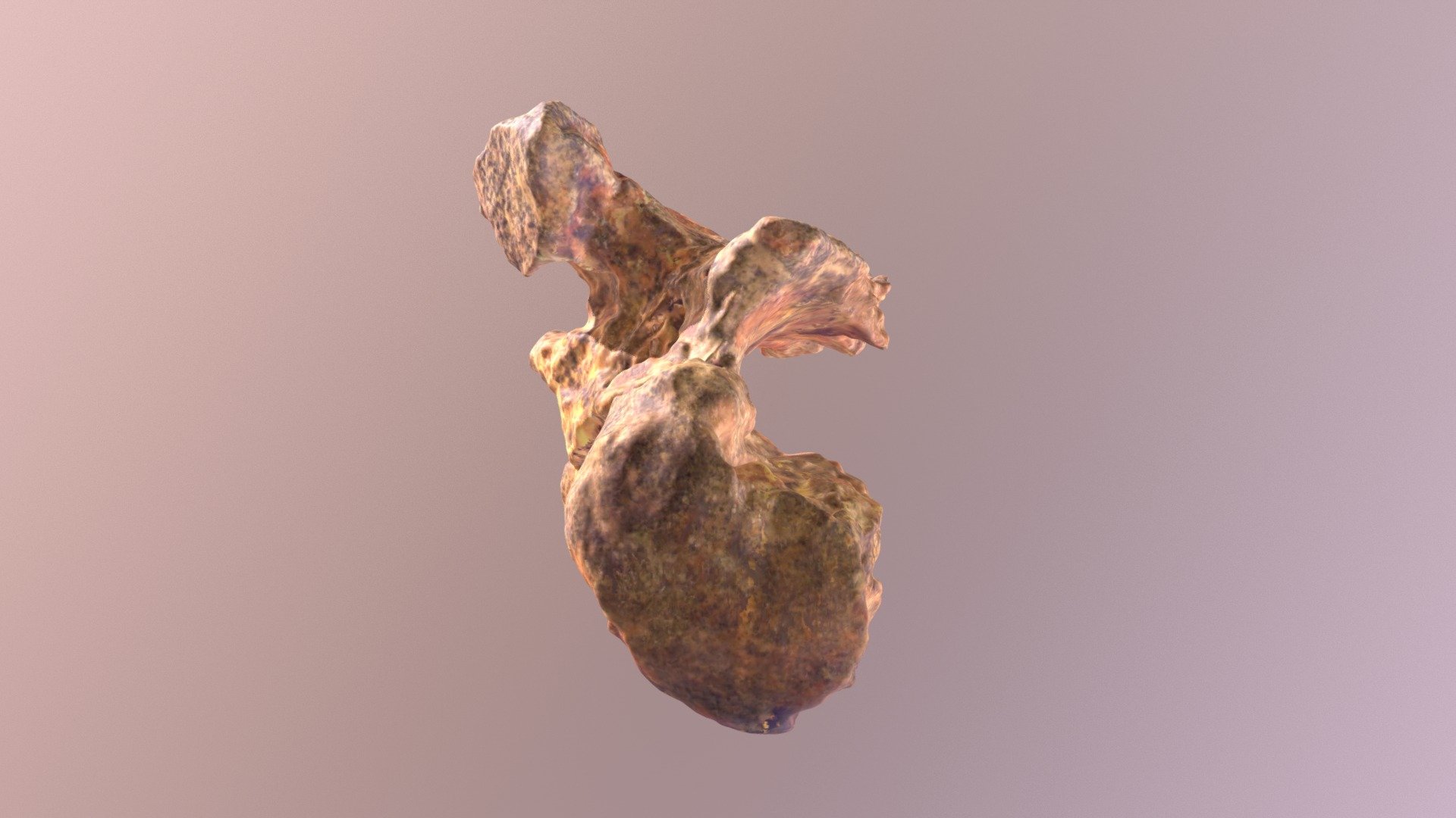 Smilodon 5th Cervical Vertebra (VCU_3D_3101)