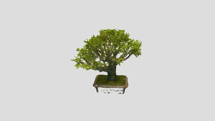 Bonsai_ Tree_7 – Free 3D Model STL