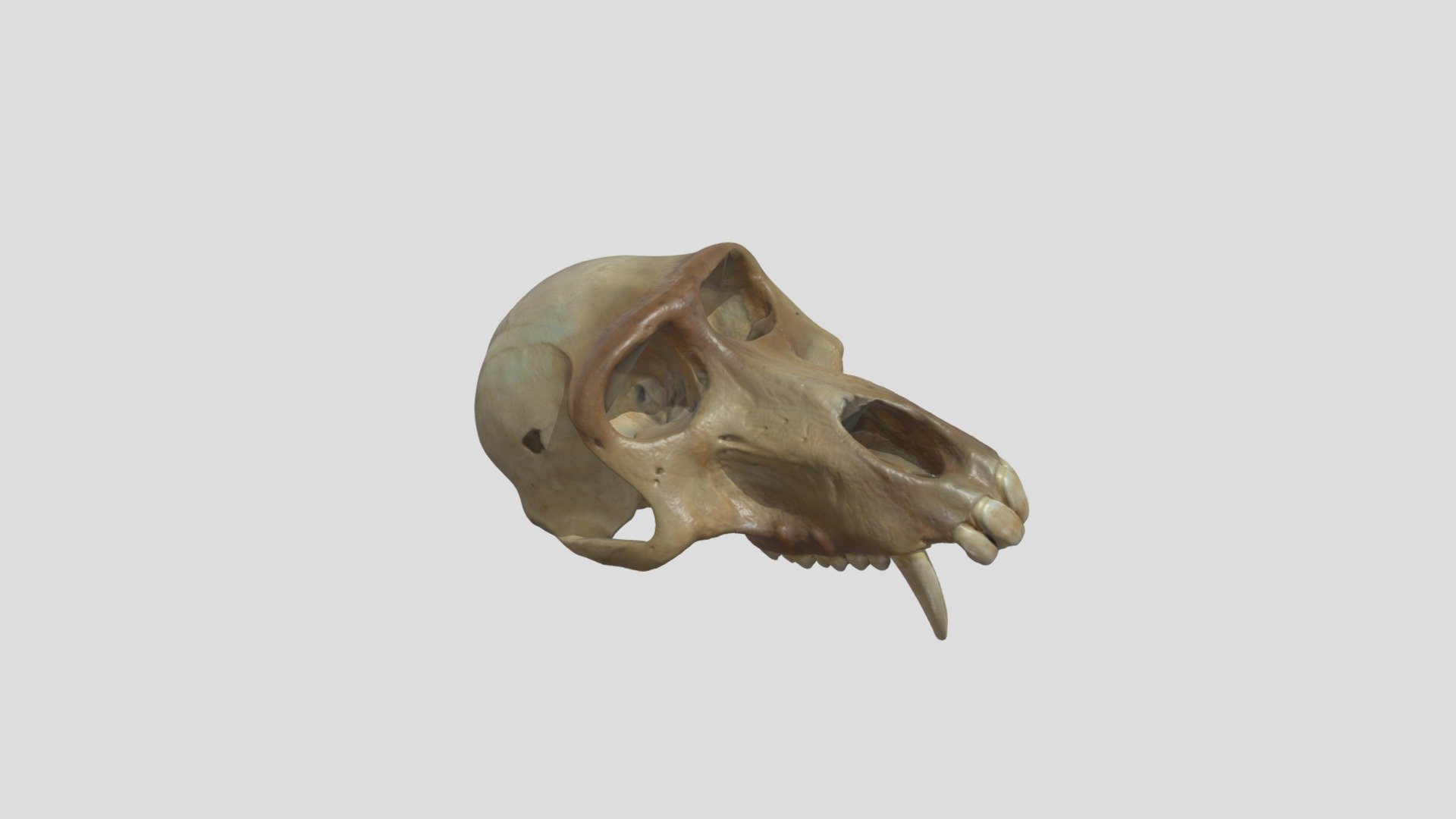 Papio cynocephalus 3D model by THORproject 8d835a8 Sketchfab