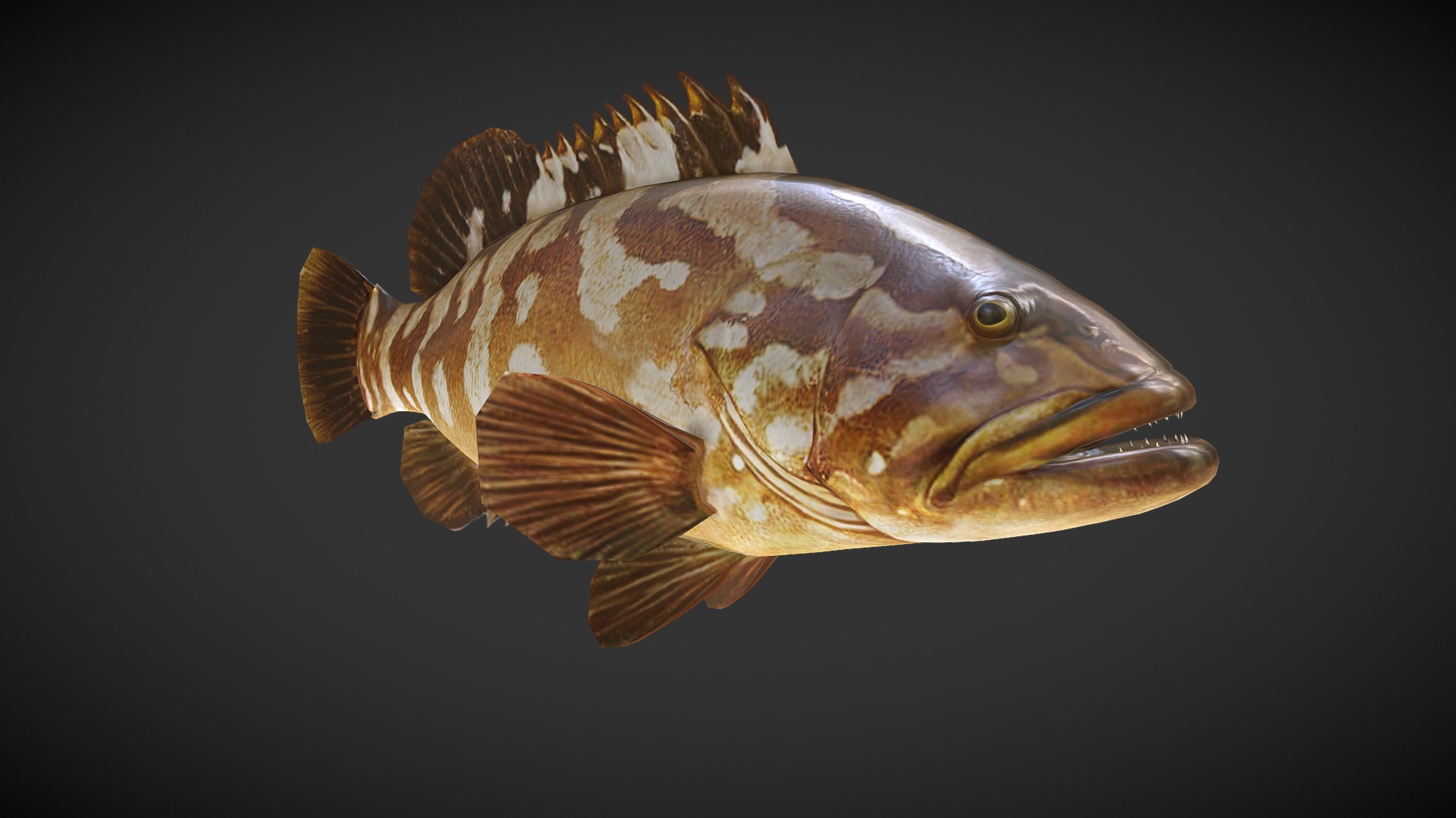 3D model Grouper 01 - This is a 3D model of the Grouper 01. The 3D model is about a close-up of a fish.