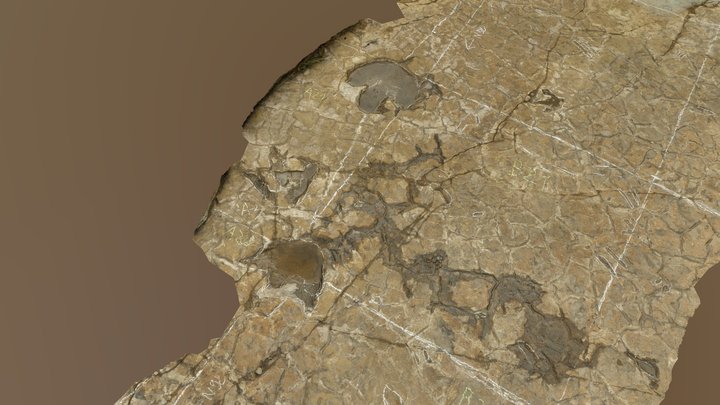 Dinosaur tracksite of Capellan (South. France) 3D Model
