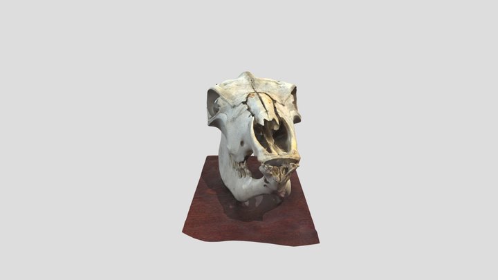 Cow Skull 3D Model