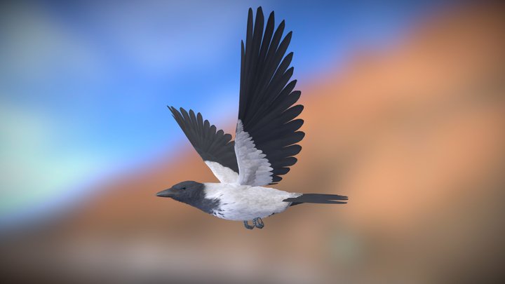 Realistic Animated Hooded Crow 3D Model