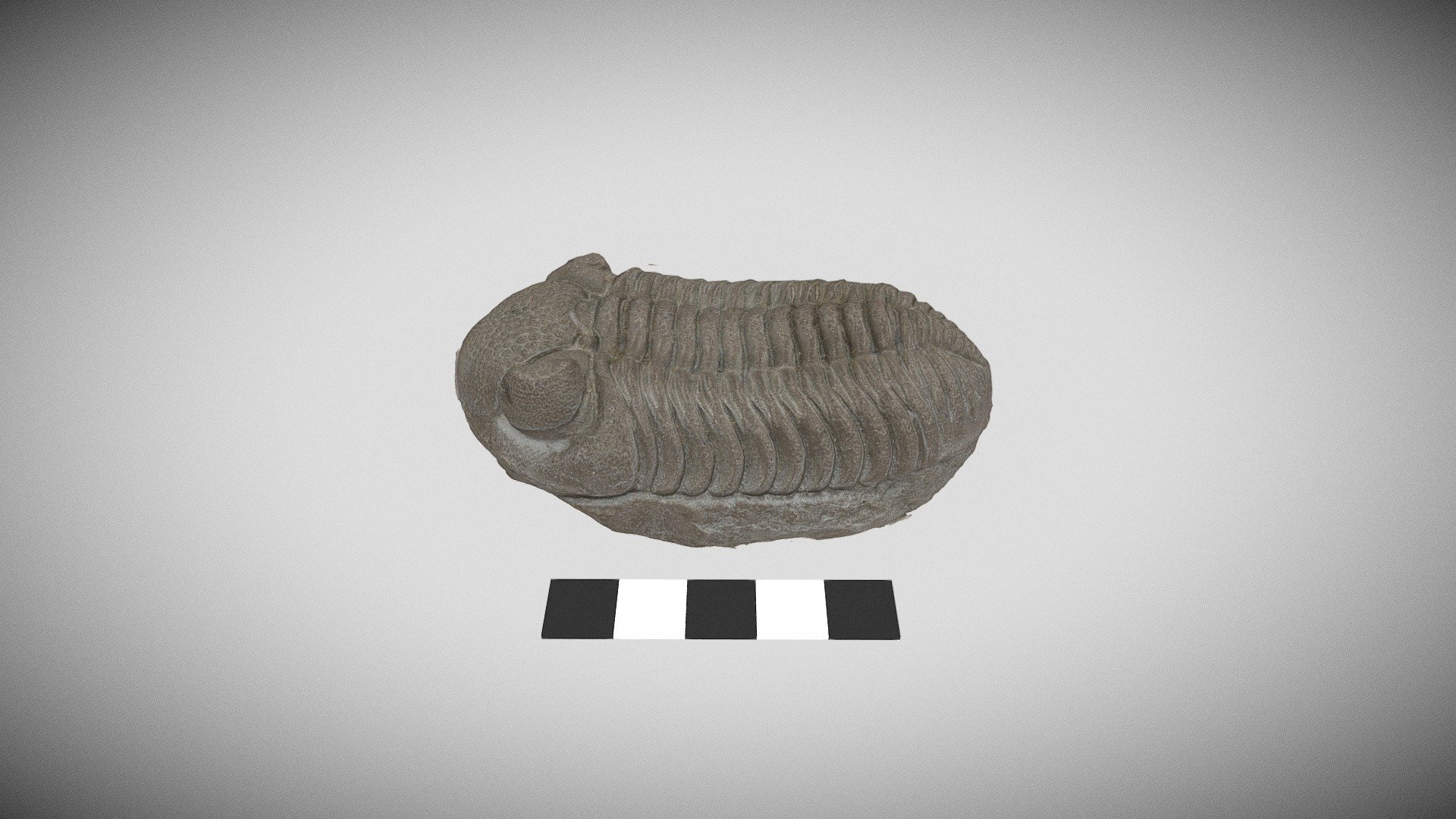 Phacops trilobite