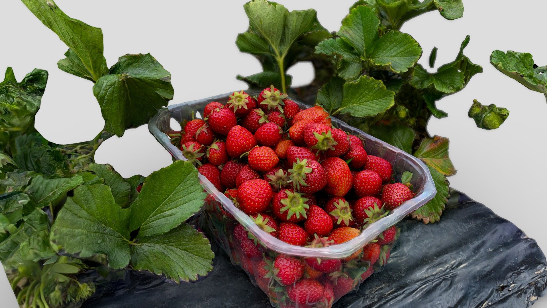 Strawberries from the farm