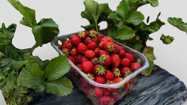 Strawberries from the farm – Modelo 3D gratuito STL