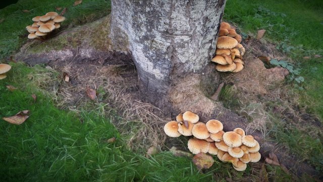 Tree with mushrooms (highres) – Modello 3D gratuito STL