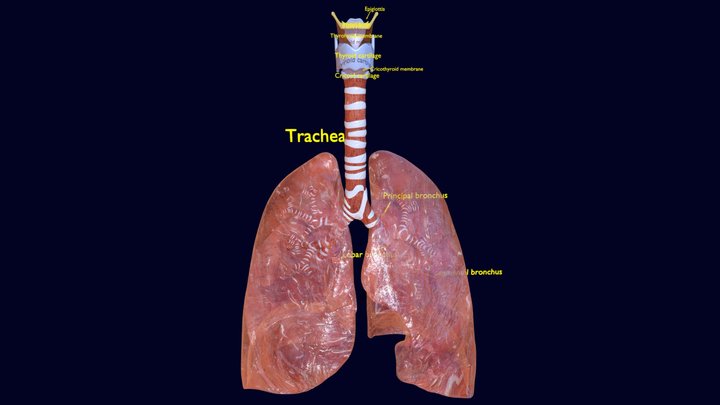 respiratory tract lung trachea 3D Model