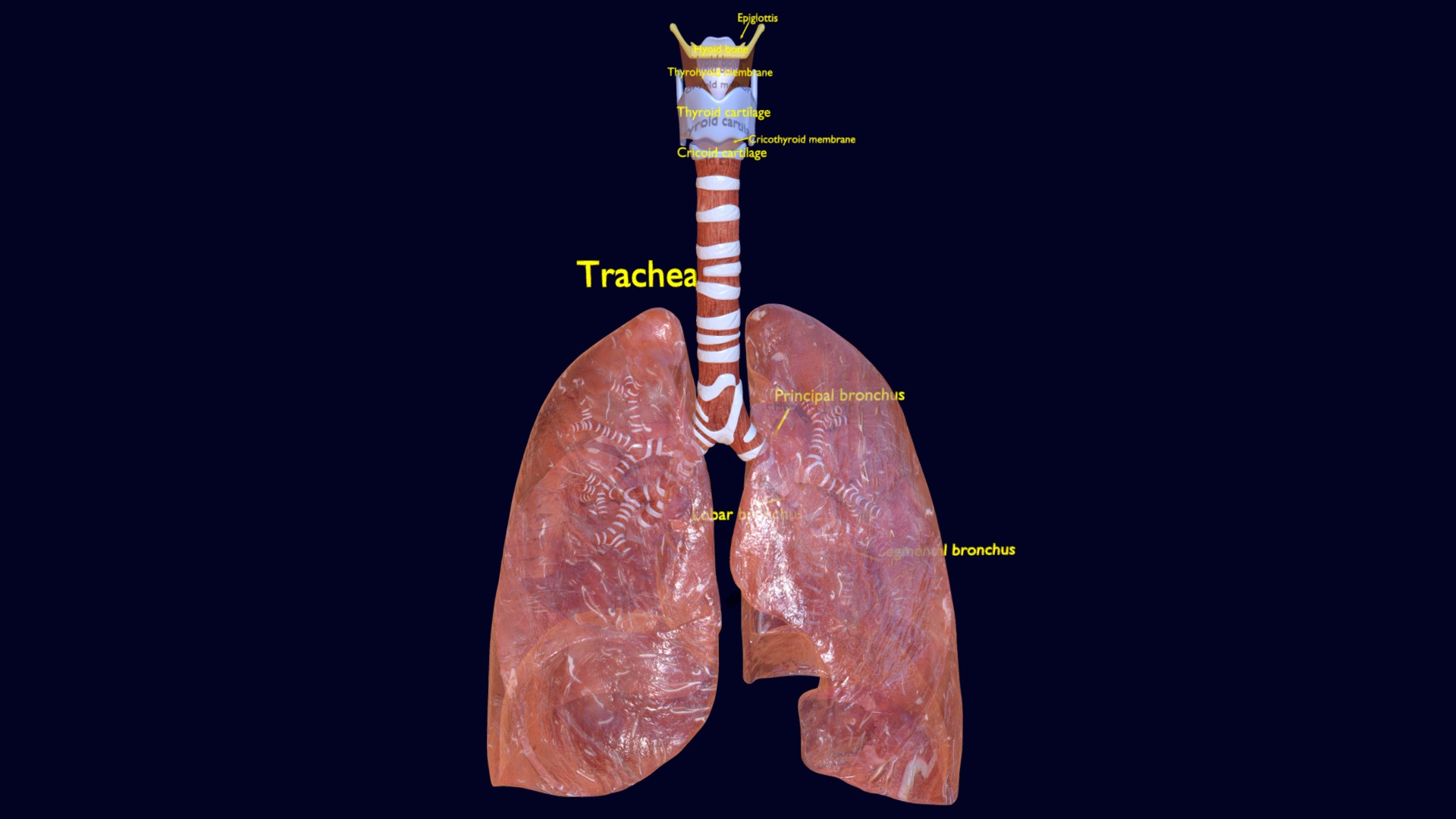 3D model respiratory tract lung trachea - This is a 3D model of the respiratory tract lung trachea. The 3D model is about diagram.