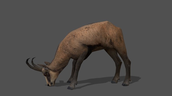 Animated Chamois Male – 3D Animal Model