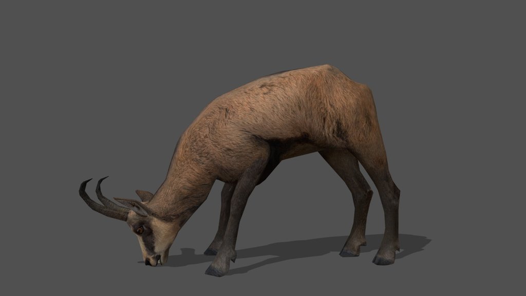 Animated Chamois Male – 3D Animal Model
