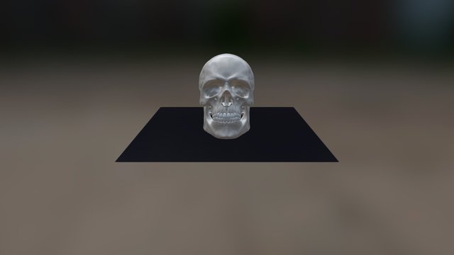 Male european skull 3D Model