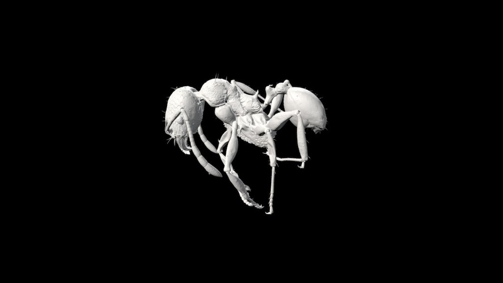 Pheidole aana (minor worker)