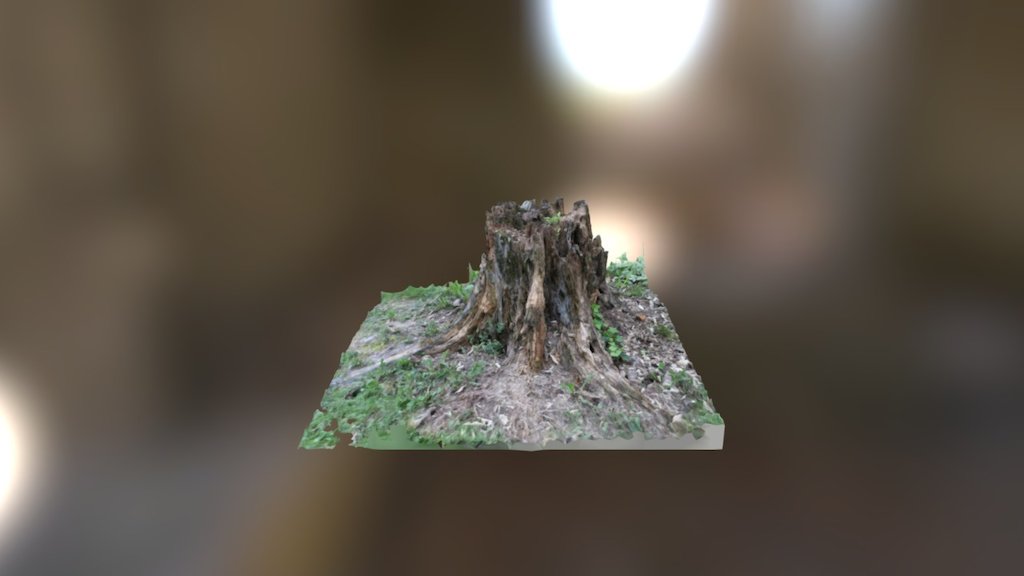 Stump 1