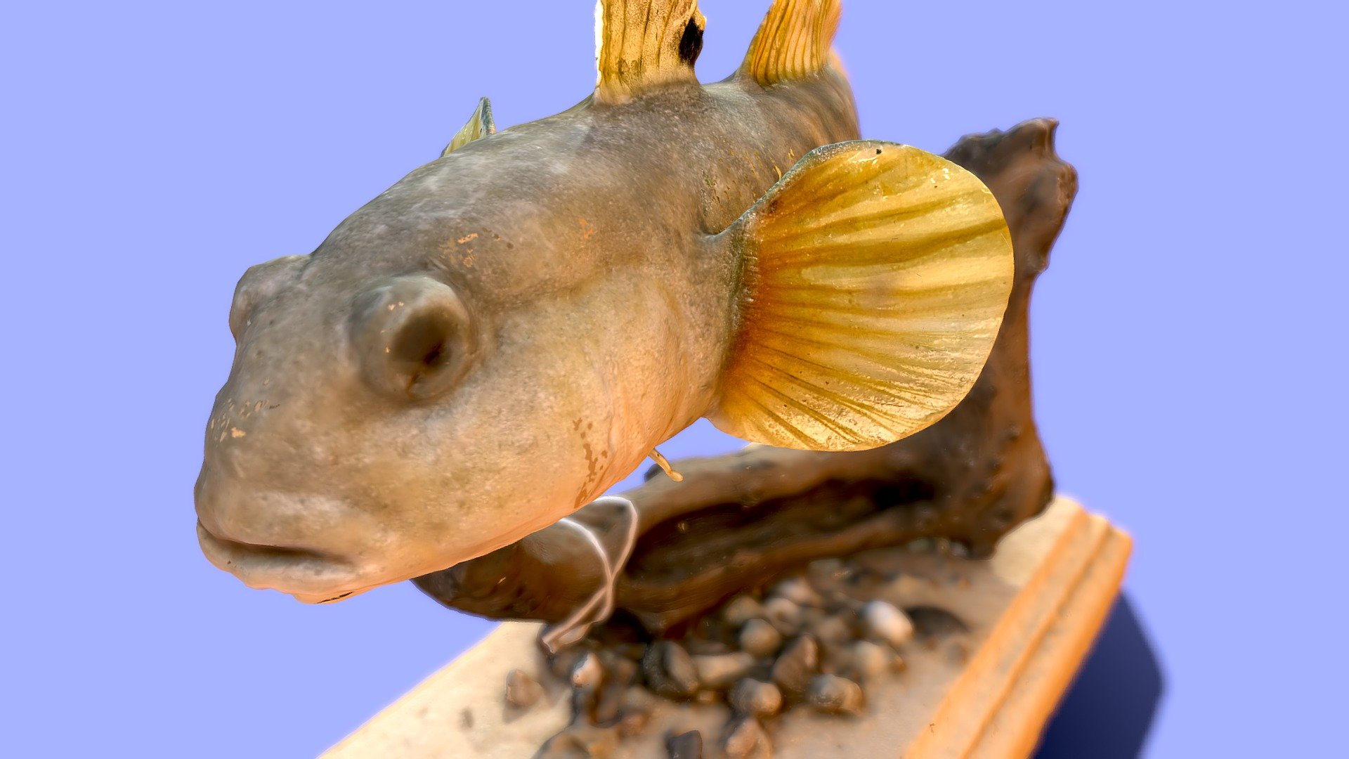 Бычок-кругляк | Round goby - Download Free 3D model by darwinmuseum.ru ...