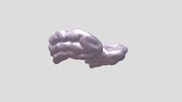mind_MAIN(височные доли) 3D Model
