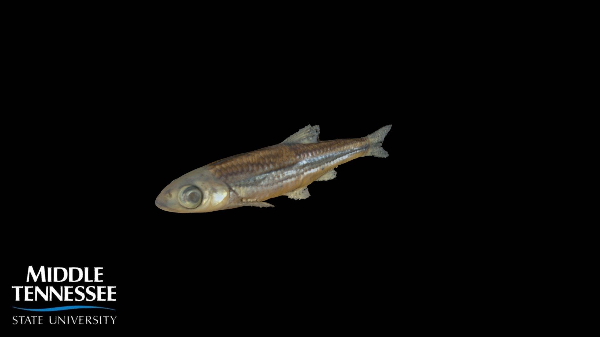 Telescope Shiner - Notropis telescopus