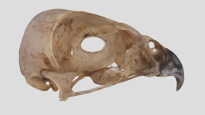 UWYMV:Bird:5861, Accipiter atricapillus, Crania – Kostenloses 3D-Modell STL