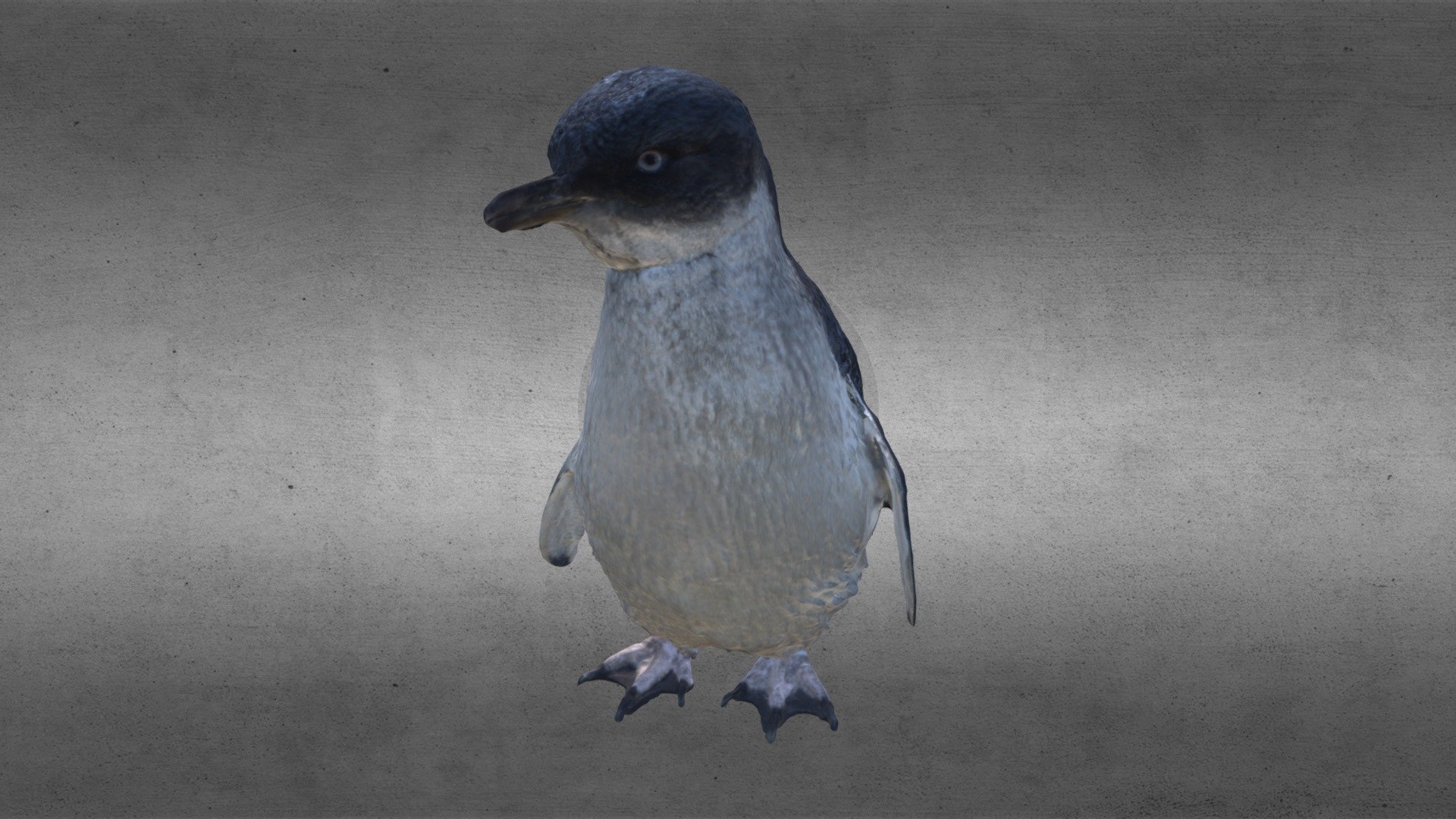 Little Penguin