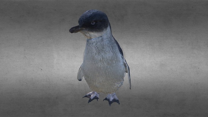 Little Penguin 3D Model