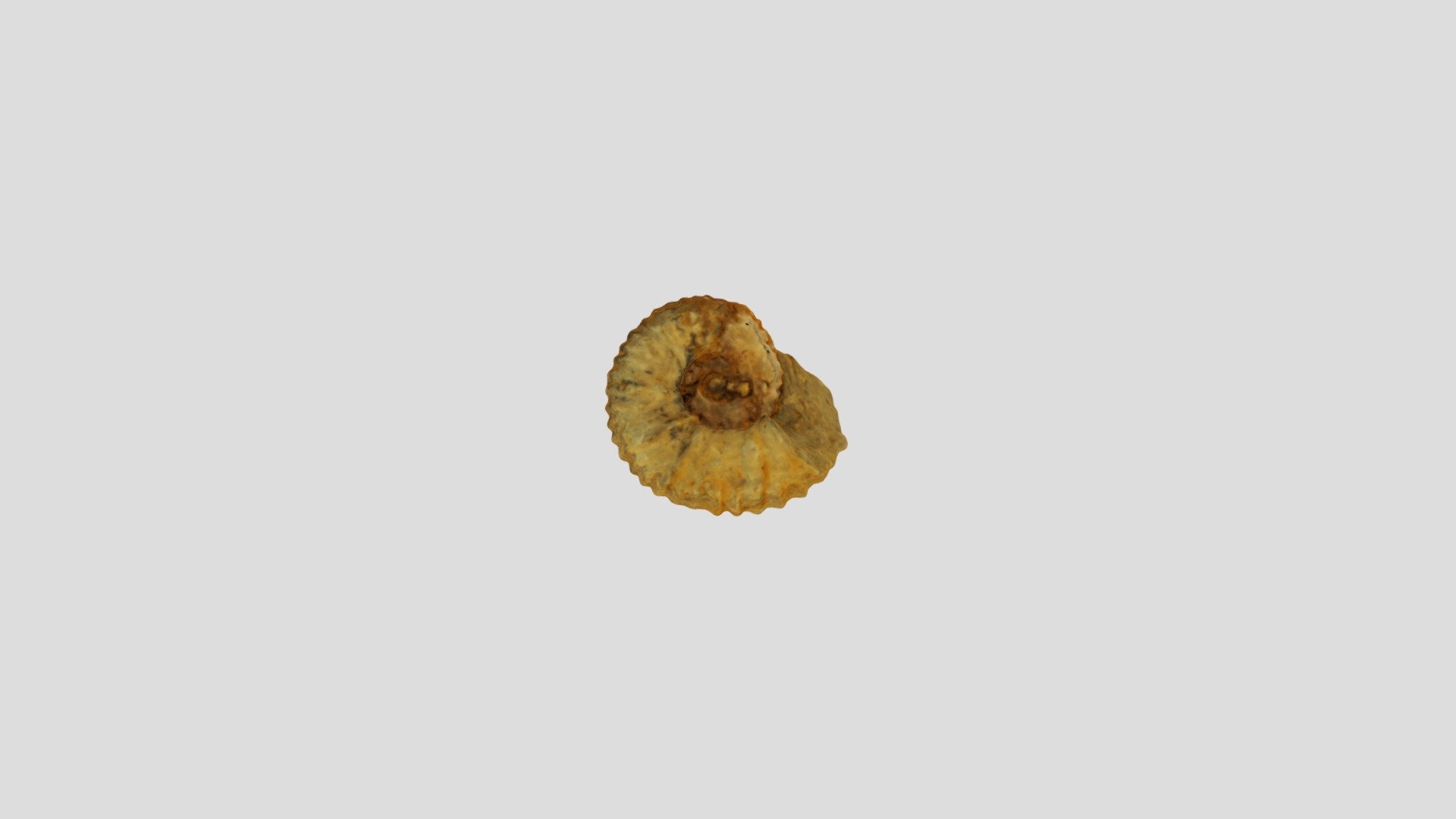 Ammonite